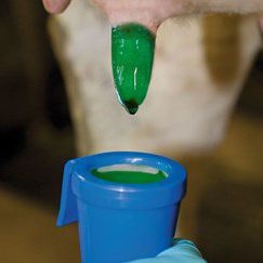 تیتکاپ چیست و چرا کیفیت آن در سلامت دام و تولید شیر اهمیت دارد؟