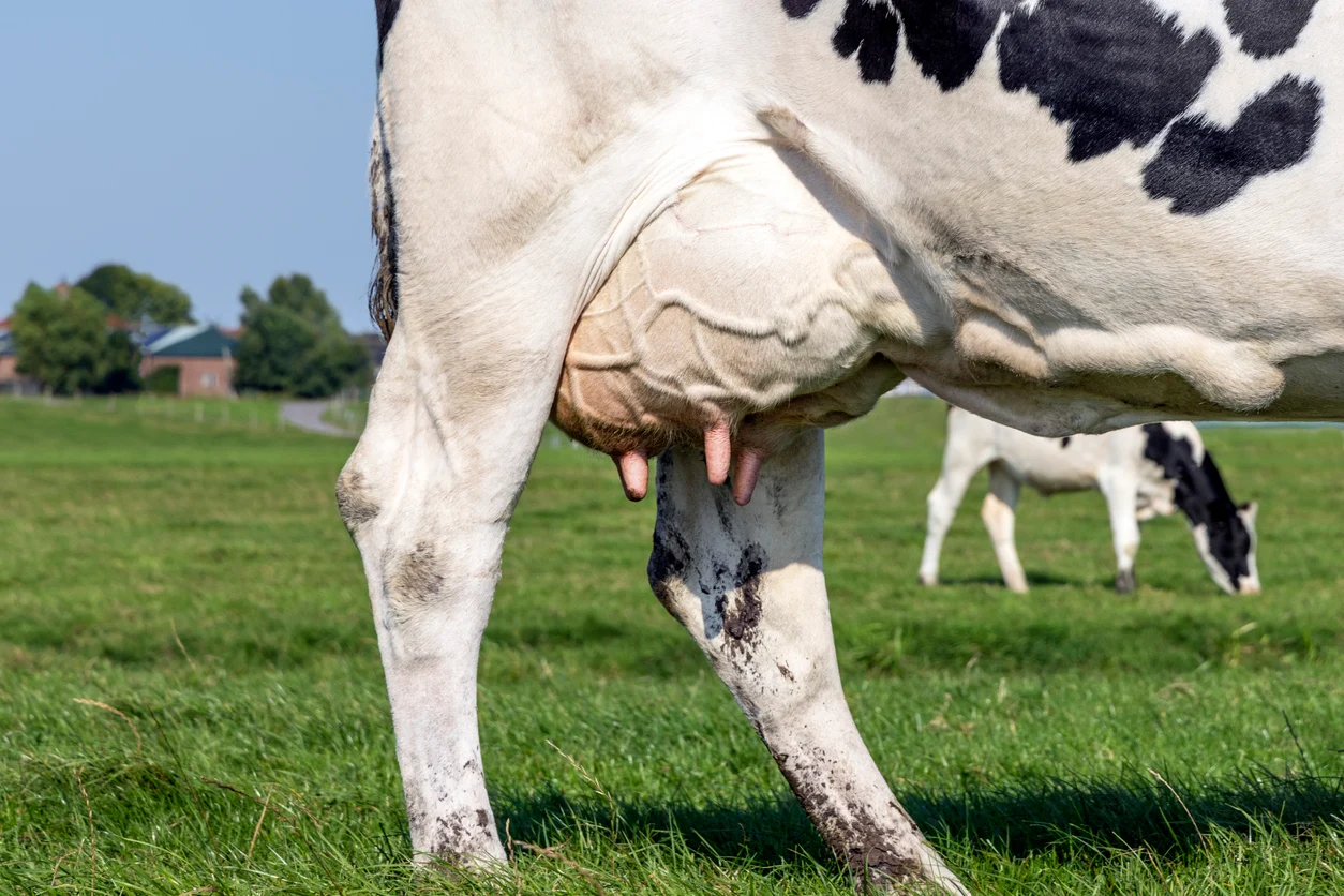 بررسی کاربردی ورم پستان محیطی