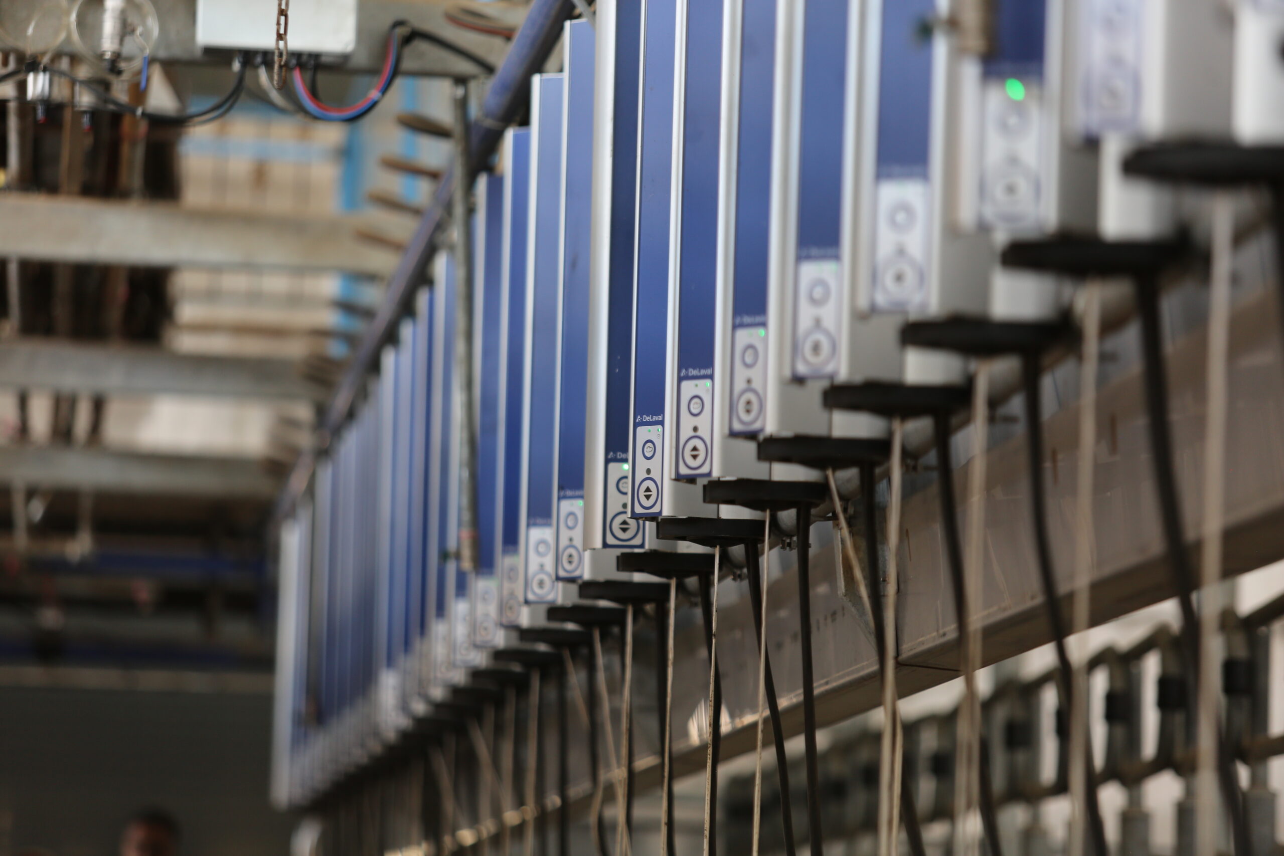 شیردوش آستان قدس