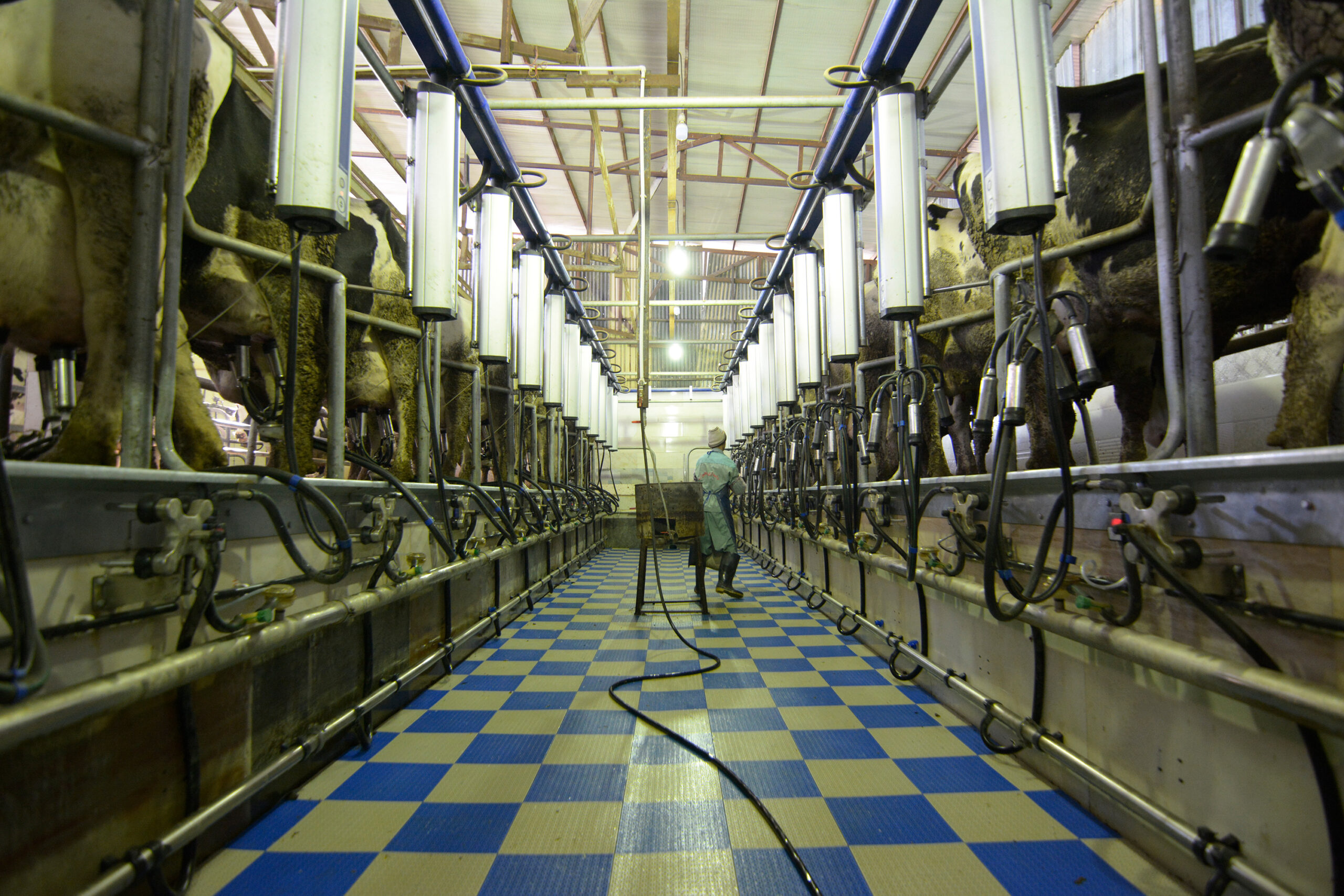 شیردوش رنجبران