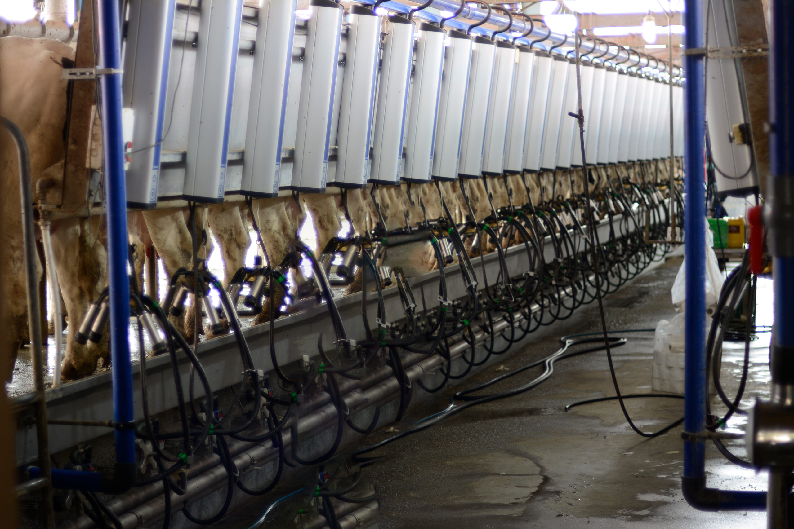 دامداری ایزدی