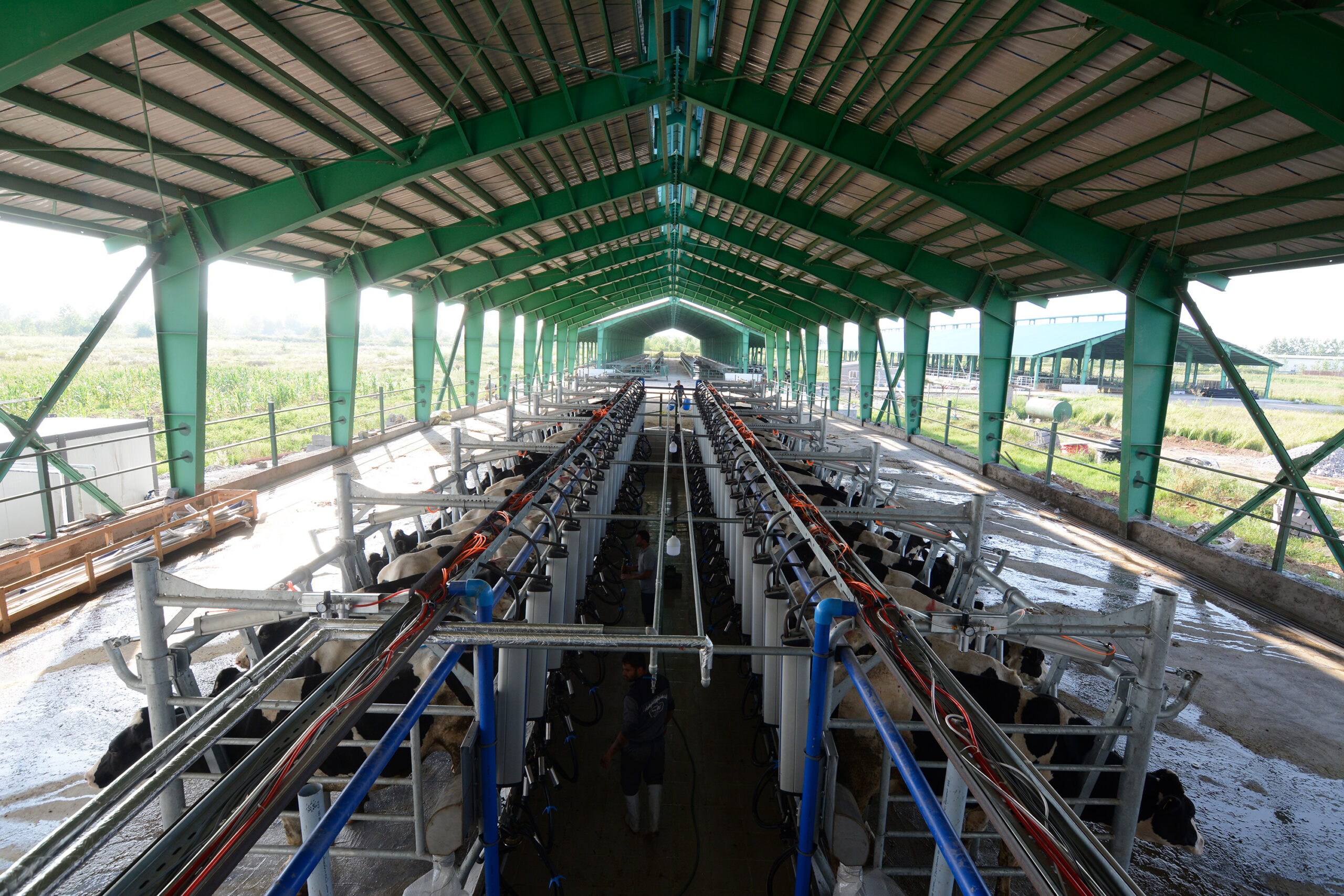 شیردوش پگاه گیلان