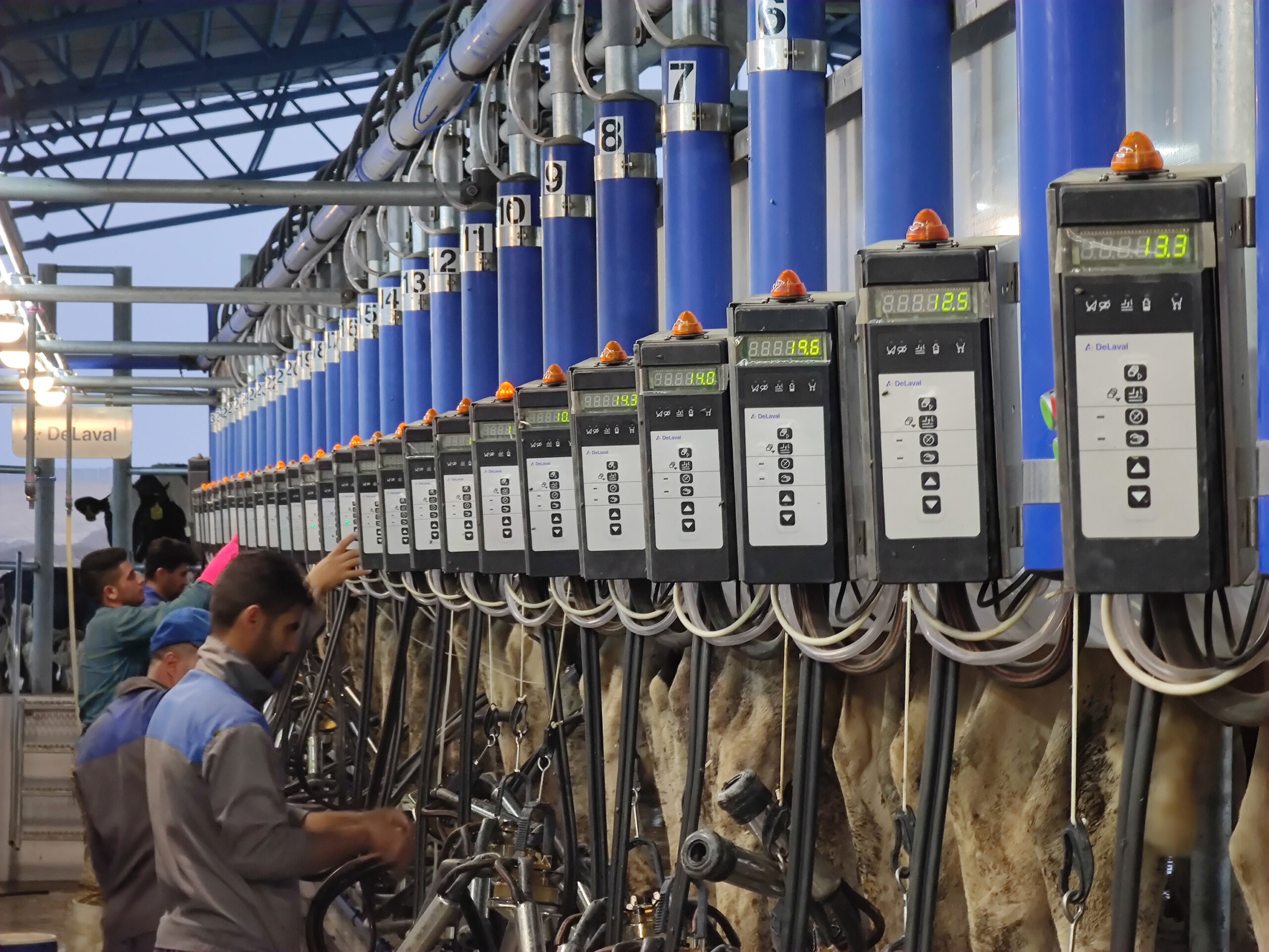 گلدشت نمونه درگزین