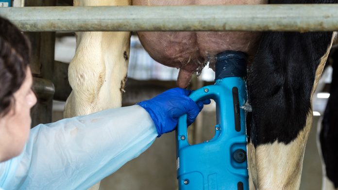 اهمیت پری‌دیپ و پست‌دیپ در شیردوشی گاوهای شیری