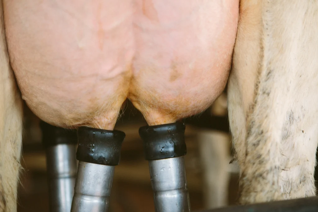 اهمیت تعویض لاینر دستگاه شیردوشی