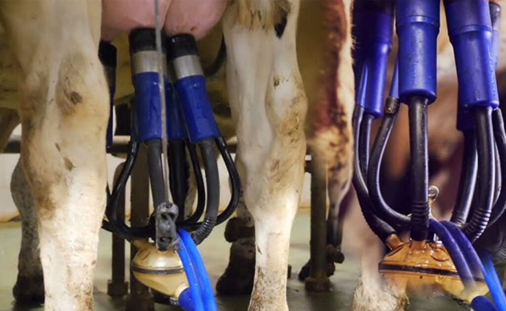 اهمیت تعویض لاینر دستگاه شیردوشی