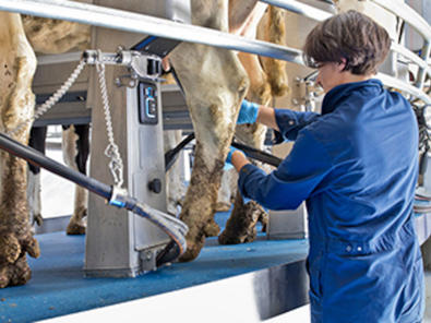 شیردوش دلاوال