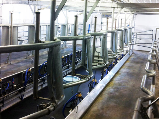 شیردوش هرینگبون دلاوال