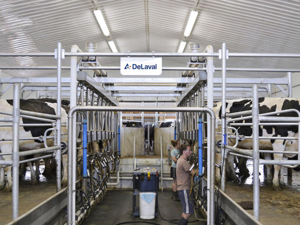 شیردوش هرینگبون