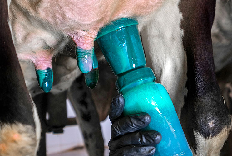 اهمیت پری‌دیپ و پست‌دیپ در شیردوشی گاوهای شیری