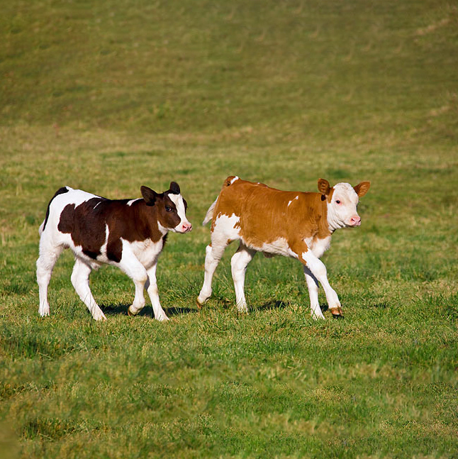 سیمینتال یا هولشتاین