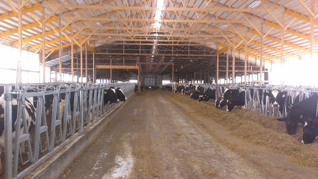 دامداری فری استال