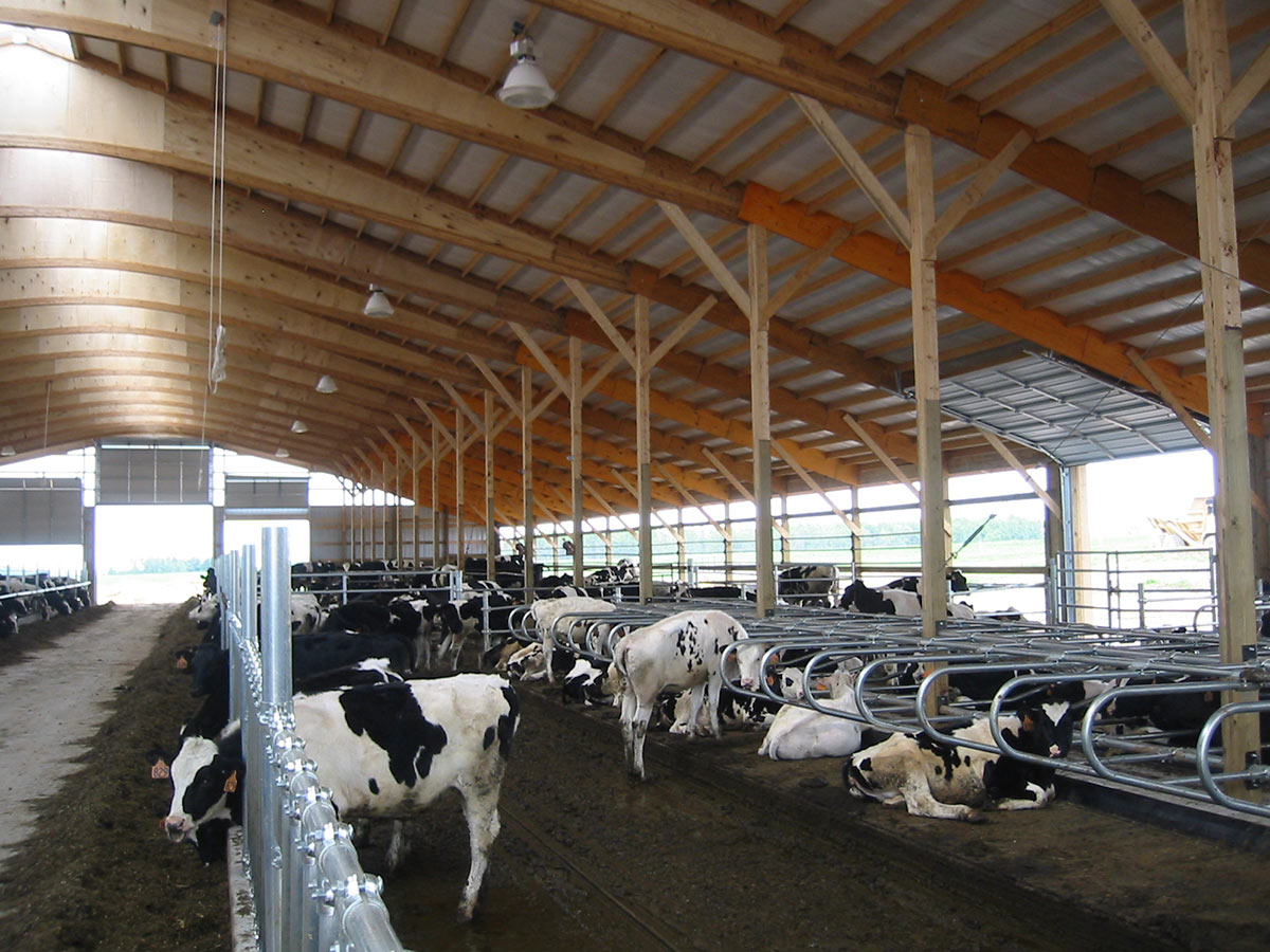 دامداری فری استال چیست؟